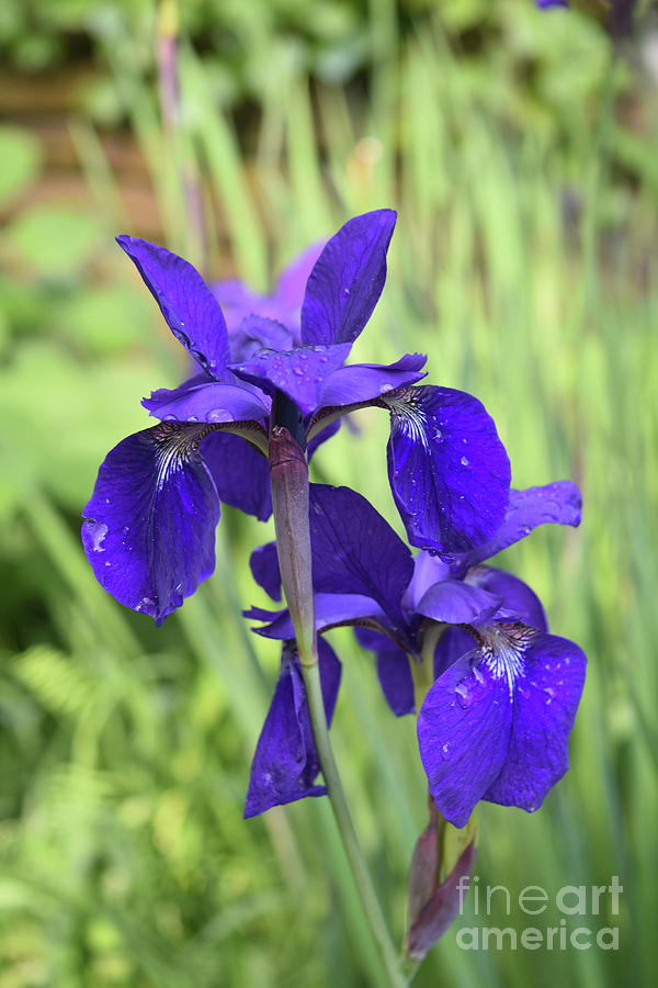 Very Pretty Flowering Siberian Iris Flowers in a Garden Photograph by DejaVu Designs