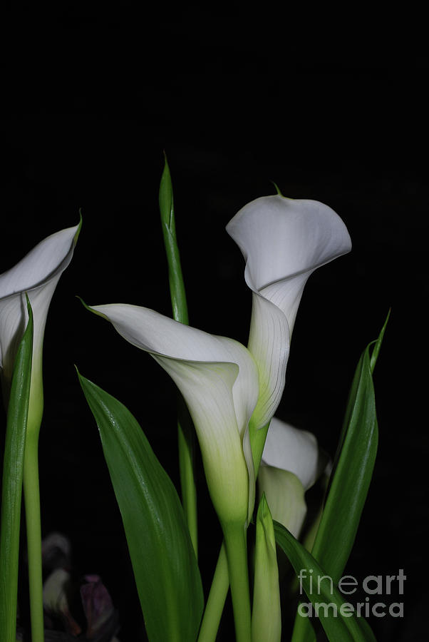 Very Pretty Flowering White Calla Lilies Photograph by DejaVu Designs