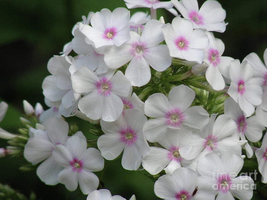 Very Pretty Flowering White Phlox Flowers in a Garden Photograph by DejaVu Designs