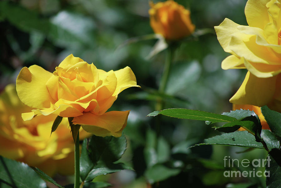 Very Pretty Flowering Yellow Rose Bush in Bloom Photograph by DejaVu Designs