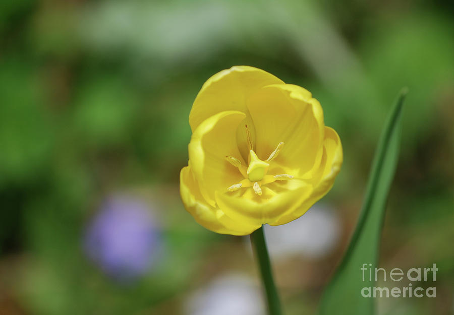 Tulip Photograph - Very Pretty Flowering Yellow Tulip Blooming in a Garden by DejaVu Designs