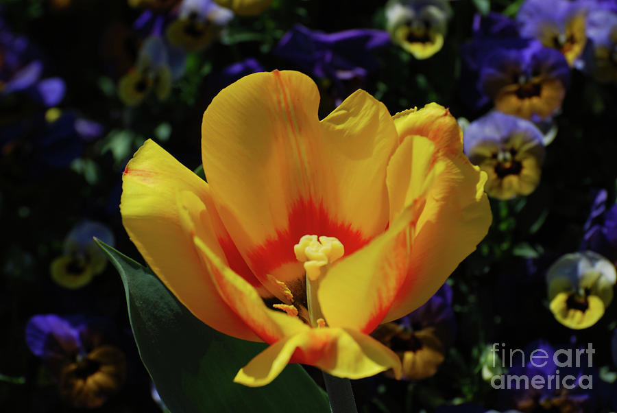 Very Pretty Flowering Yellow Tulip with a Red Center Photograph by DejaVu Designs