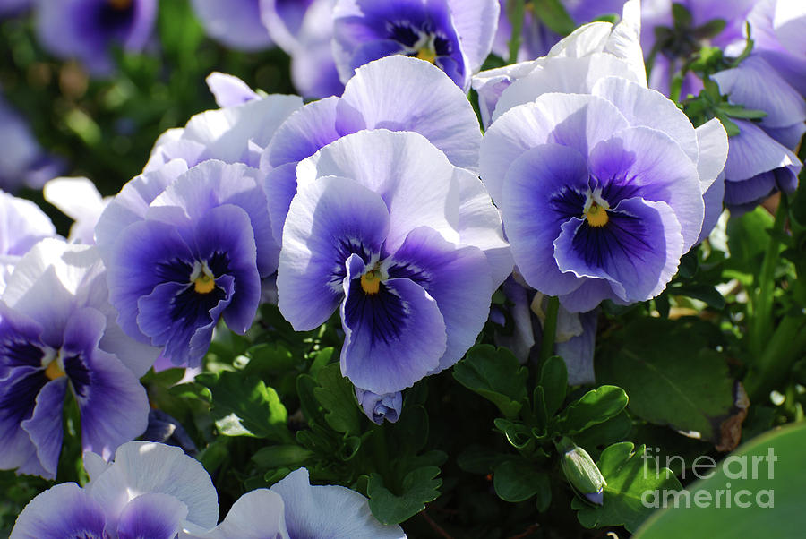 Very Pretty Garden with Pansies in Bloom in Late Spring Photograph by DejaVu Designs