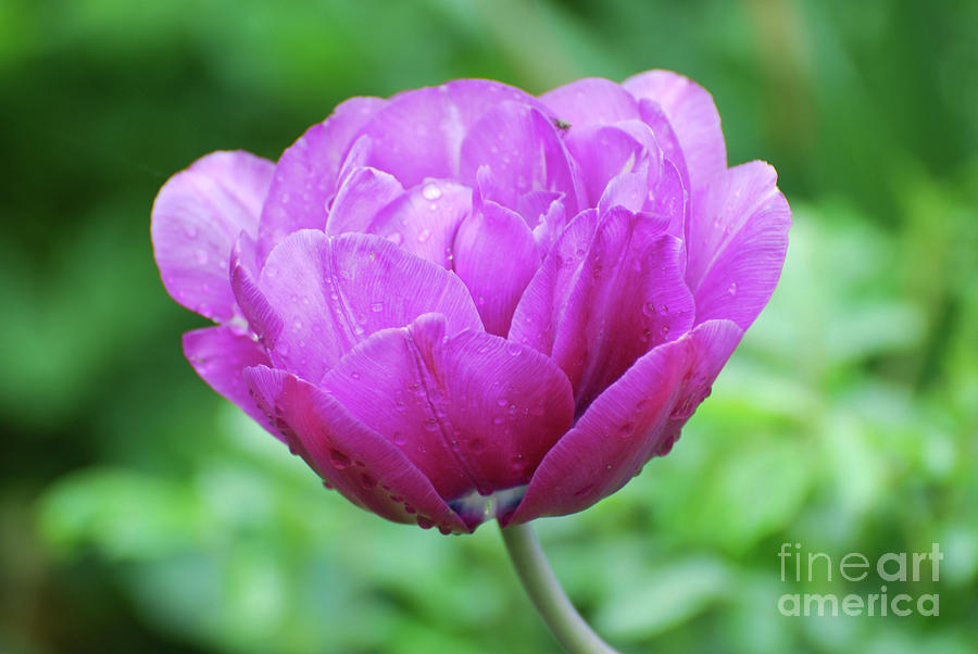 Very Pretty Lavender and Pink Tulip Blossom Flowering Photograph by DejaVu Designs