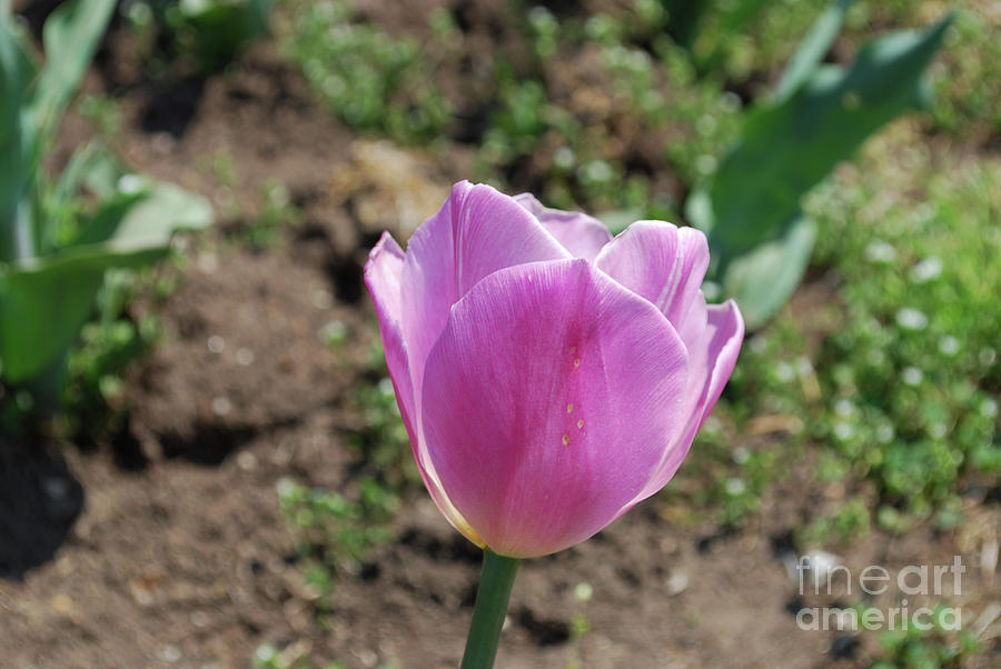 Very Pretty Light Pink Tulip Flower Blossom Photograph by DejaVu Designs