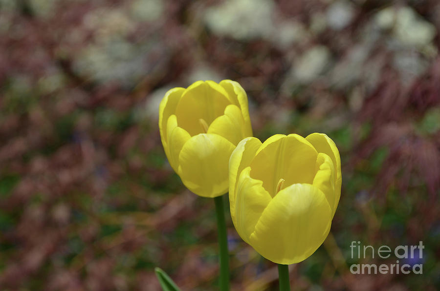 Very Pretty Pair of Flowering Yellow Tulip Blossoms Photograph by DejaVu Designs