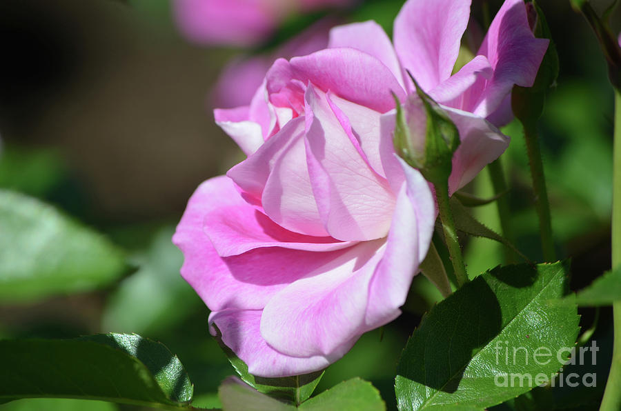 Very Pretty Pale Pink Rose Blossom on a Rose Bush Photograph by DejaVu Designs