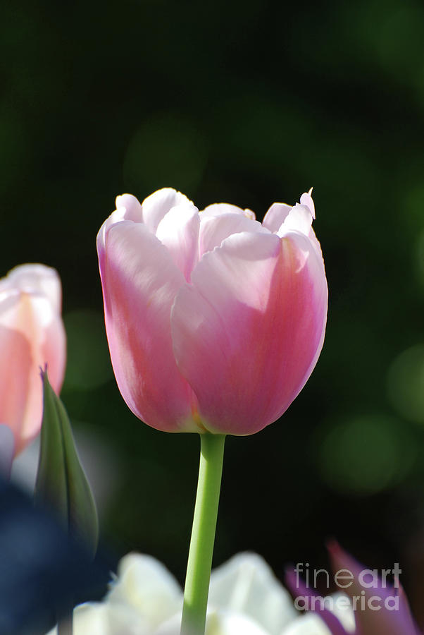 Very Pretty Pale Pink Tulip Blossom in Spring Photograph by DejaVu Designs