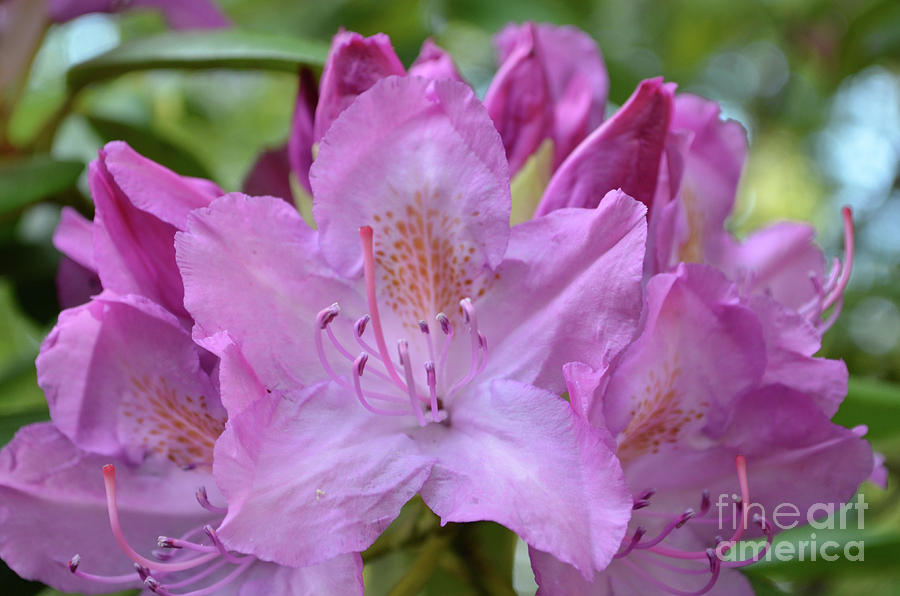 Very Pretty Pink Blooming Rhododendron Flower Blossoms Photograph by DejaVu Designs