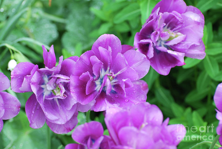 Very Pretty Purple Tulip Flower Blossoms in a Garden Photograph by DejaVu Designs