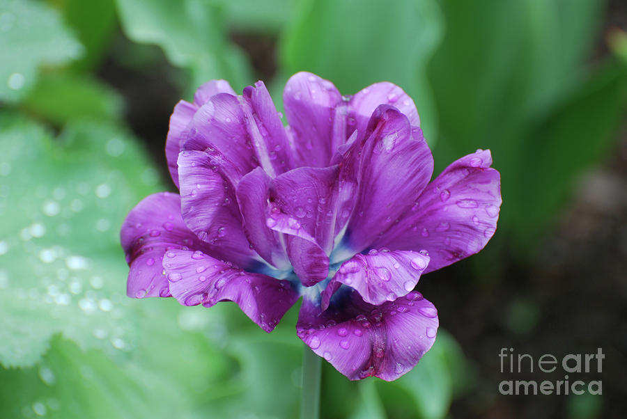 Tulip Photograph - Very Pretty Purple Tulip with Dew Drops on the Petals by DejaVu Designs