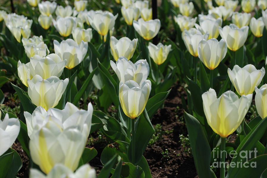 Very Pretty Spring Garden with Flowering White Tulips Photograph by DejaVu Designs