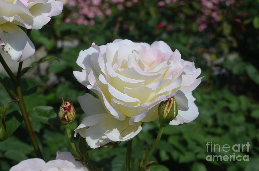 Very Pretty White Flowering Rose Bush in a Garden Photograph by DejaVu Designs