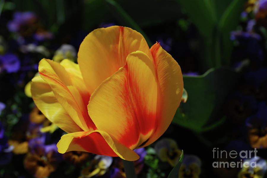 Very Pretty Yellow and Red Tulip Flower Blossom Photograph by DejaVu Designs