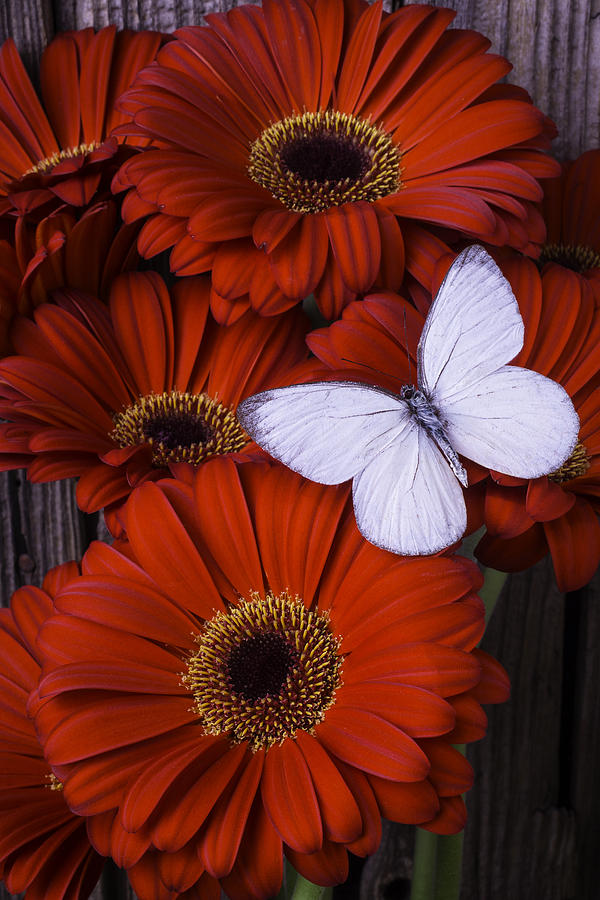 Still Life Photograph - Very Red Daisies With Butterfly by Garry Gay