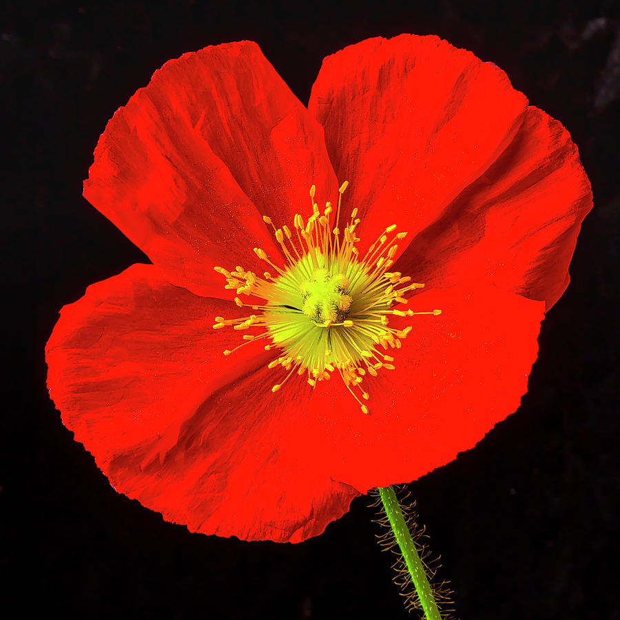 Very Red Poppy Photograph by Garry Gay