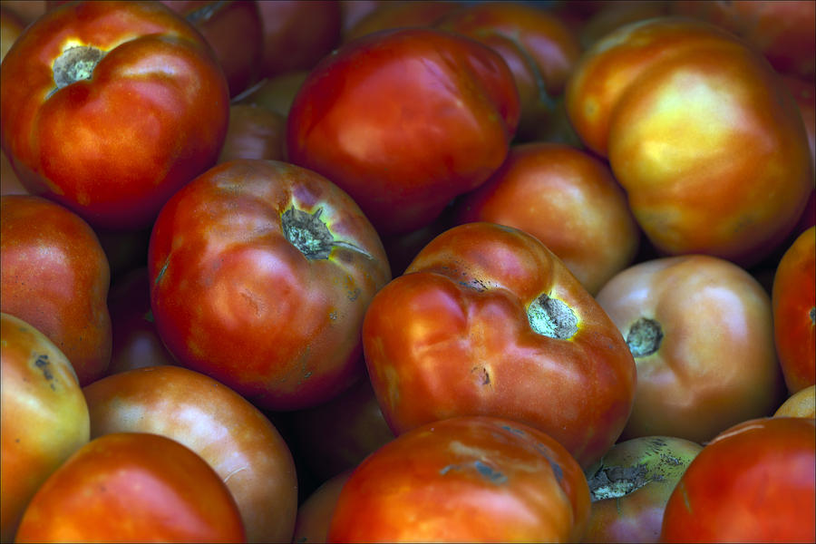 Very Ripe Tomatoes Photograph by Robert Ullmann