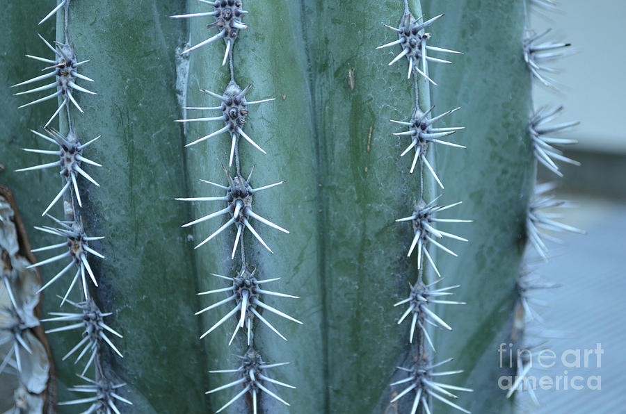 Very Sharp Pointed Edges Up Close on a Cactus Photograph by DejaVu Designs