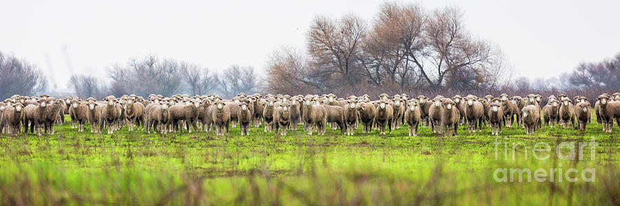 Very Sheepish 2 Photograph by Anthony Michael Bonafede