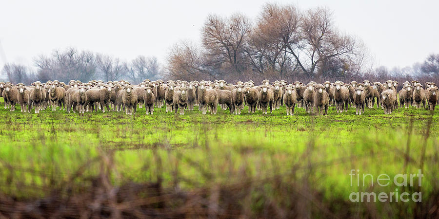 Very Sheepish Photograph by Anthony Michael Bonafede