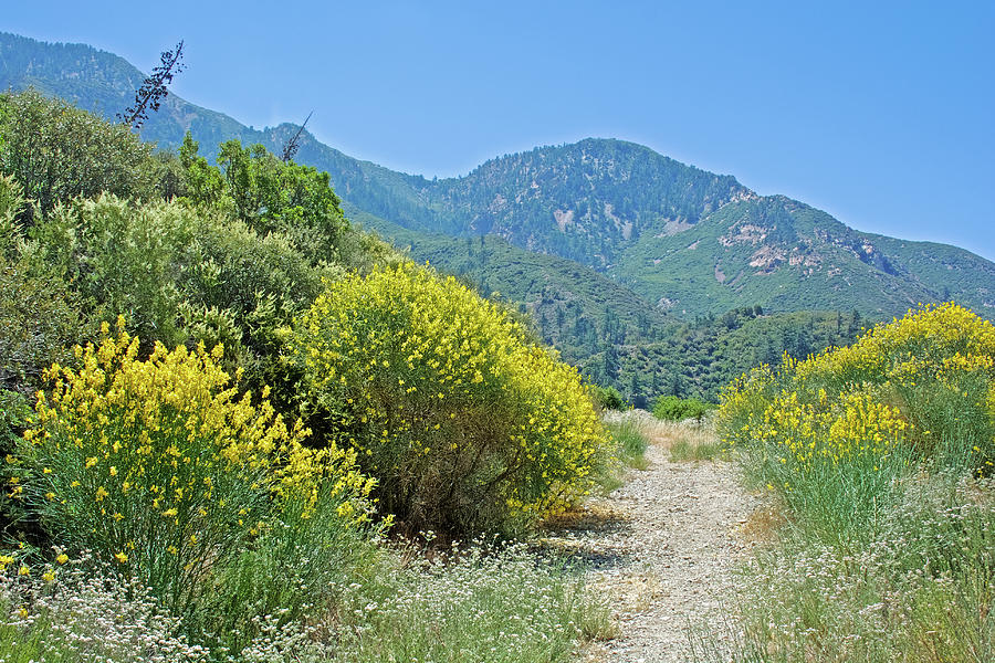 Very Short Trail off Mount Baldly Road, California Photograph by Ruth Hager