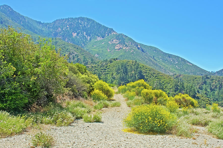 Very Short Trail off Mount Baldy Road, California  Photograph by Ruth Hager