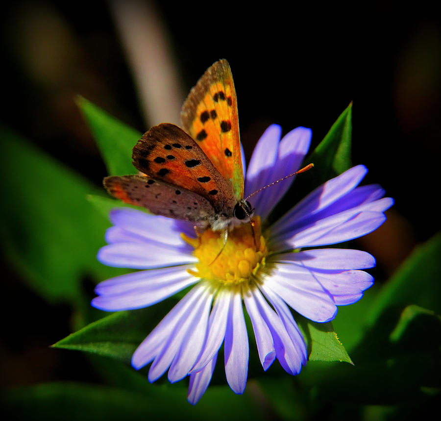 Very small butterfly on small flower Photograph by Lilia S