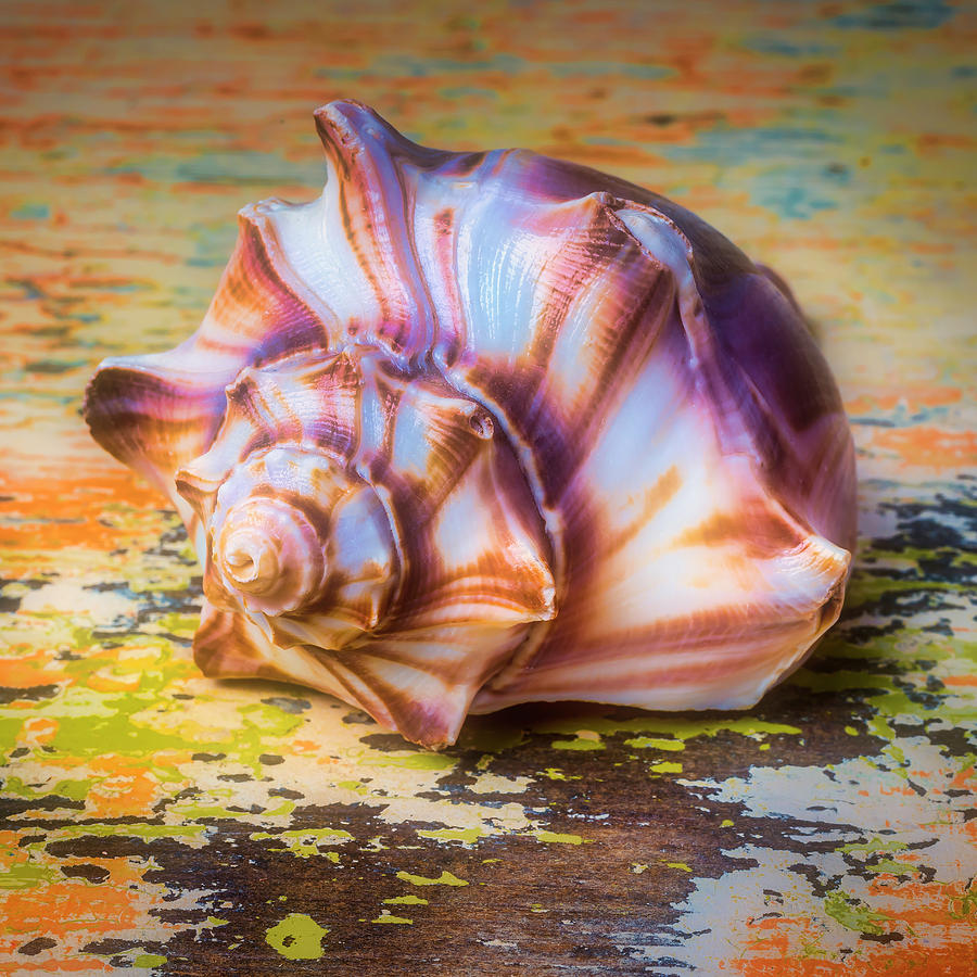 Very Special And Unique Shell Photograph by Garry Gay