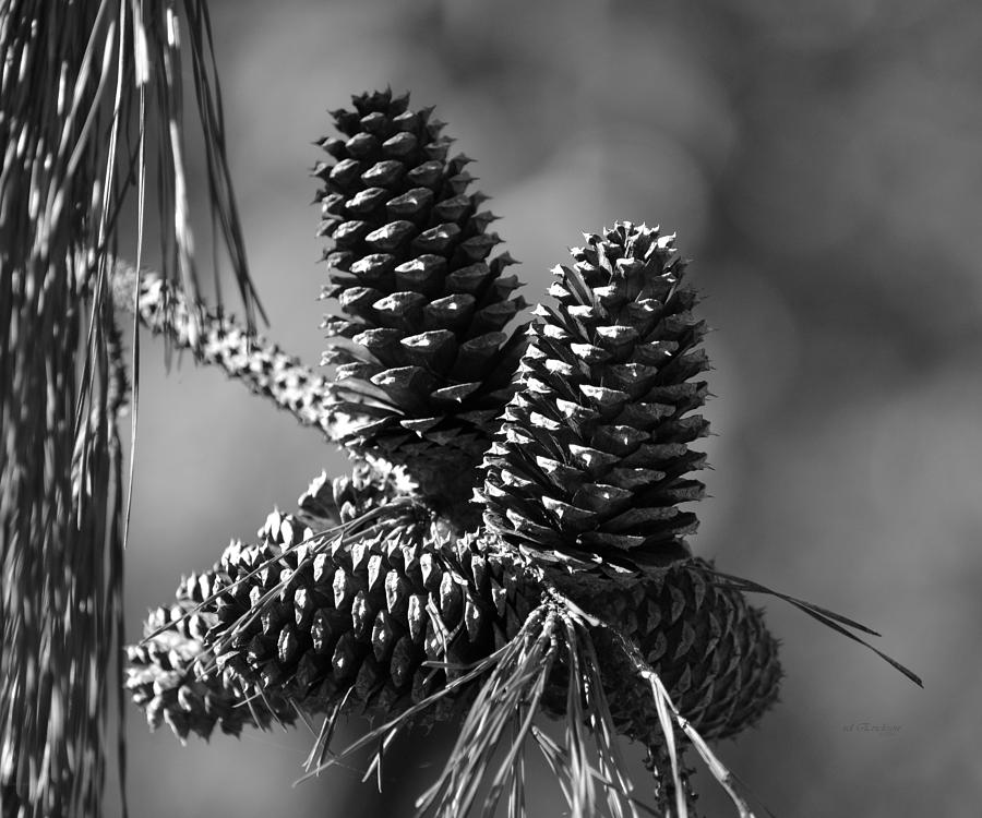 Very Still Life with Pine Cones Photograph by RD Erickson | Fine Art ...