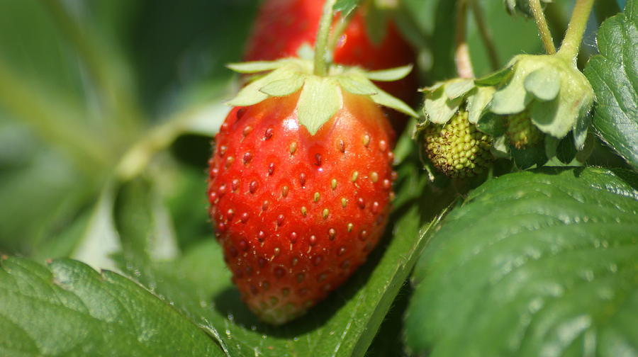 Very Strawberry Photograph by Maria  Wall