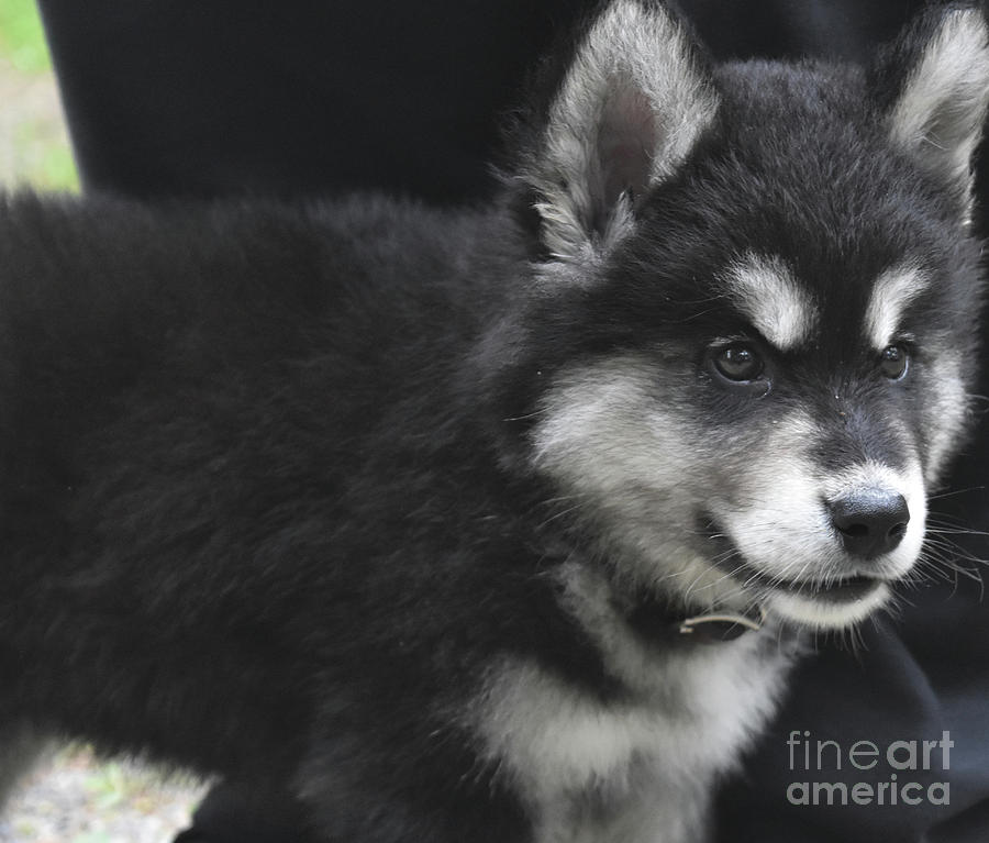 Very Sweet Look on the Face of an Alusky Puppy Photograph by DejaVu Designs