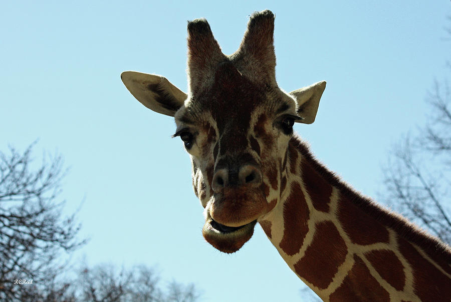 Very Tall Giraffe Photograph by Ronald Reid