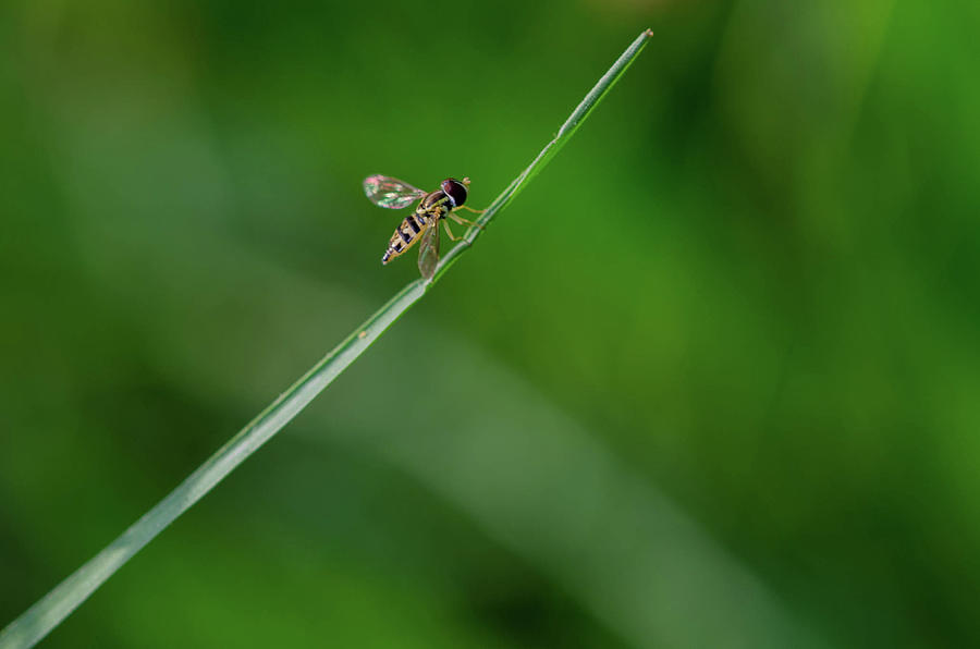 Very Tiny Bee Photograph By Linda Howes 4867