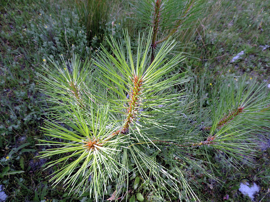 Very Young Pine Photograph by Eric Forster