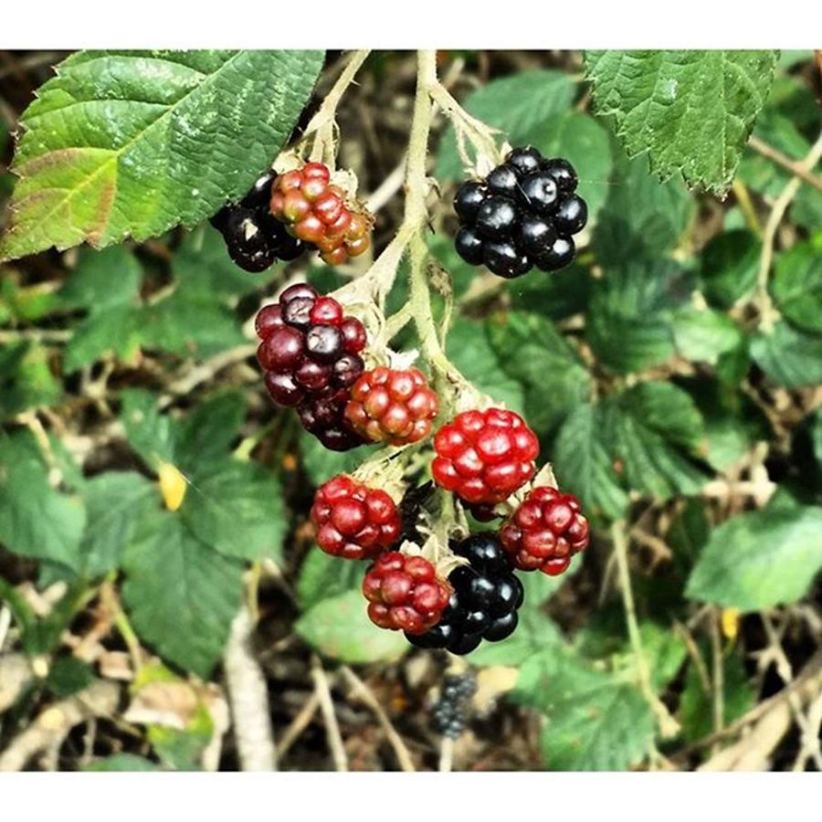 Nature Photograph - #veryberry #blackberry #wildberry by Image Creative Media