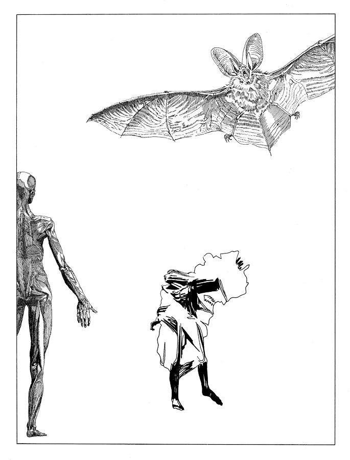 Vesalius Bat Thing Drawing by Stan  Magnan