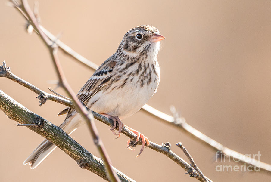 Vesper Sparrow Photograph by Al Andersen