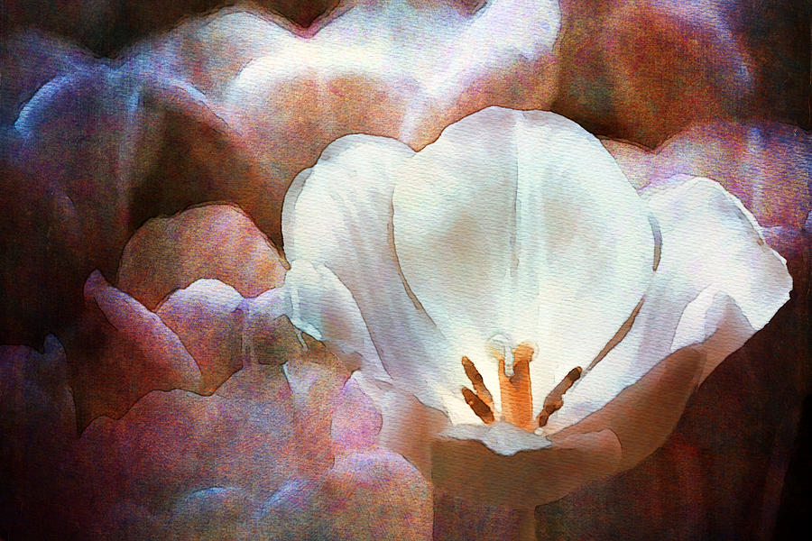 Vesper Tulips Photograph