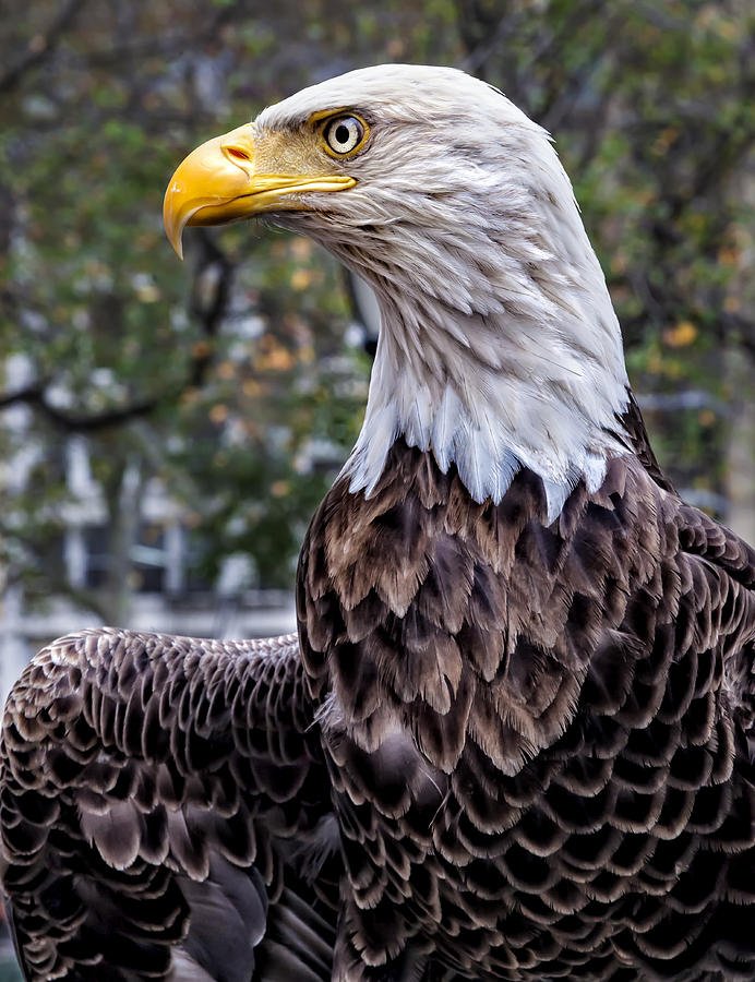 Veterans Day NYC 11 11  2015 Challenger the Bald Eagle Photograph by Robert Ullmann