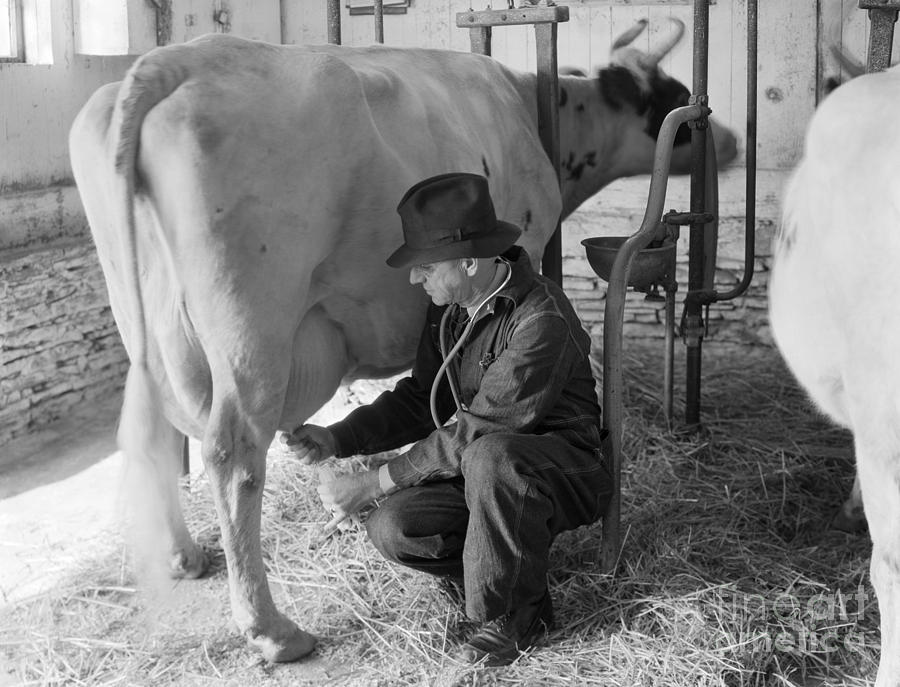 Veterinarian Examining Cow, C.1930-40s Photograph by H. Armstrong Roberts/ClassicStock