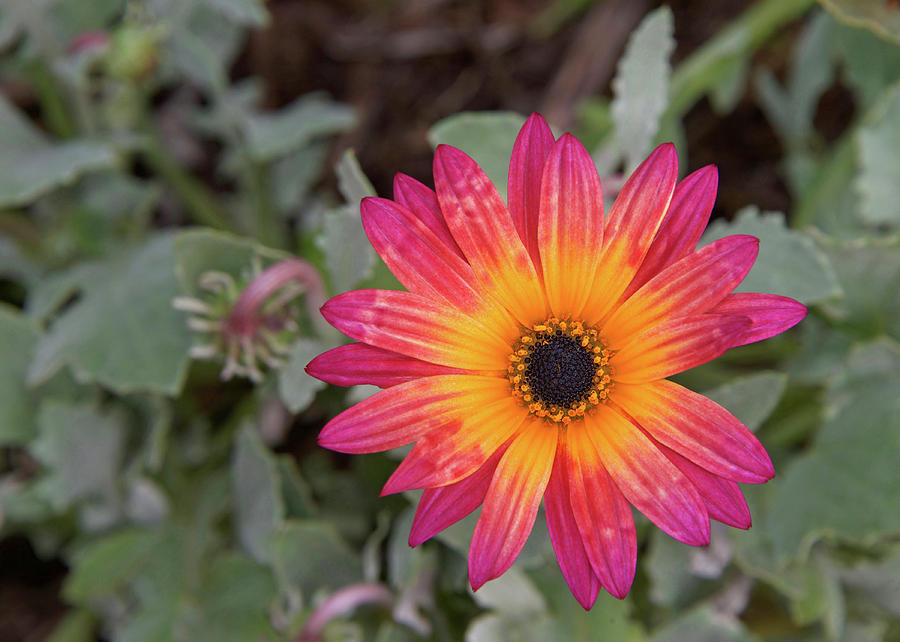Summer Photograph - Vibrant African Daisy by Sheila Fitzgerald