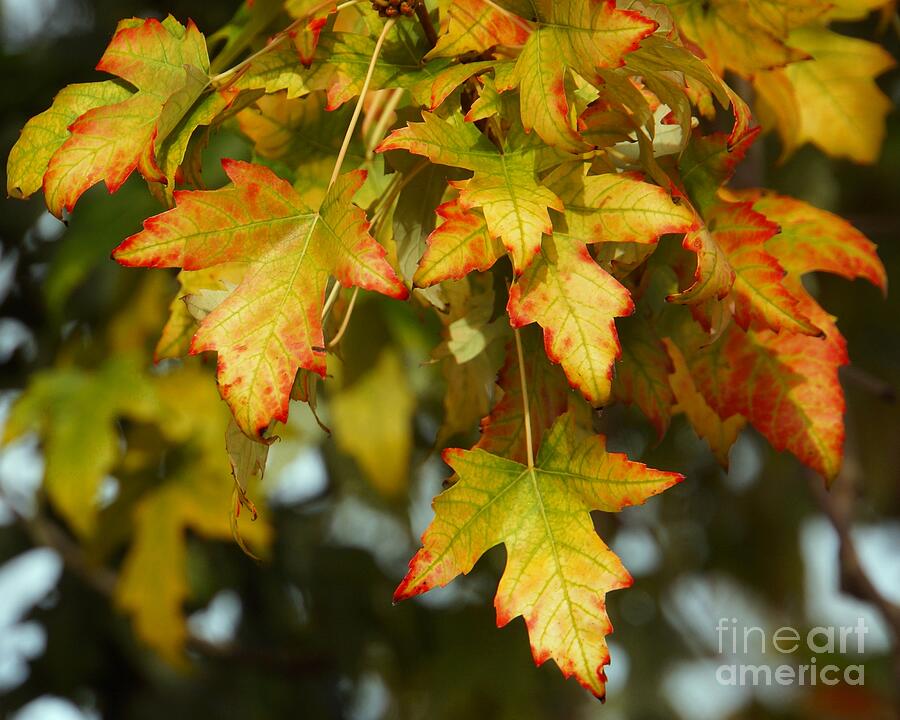 Vibrant Autumn Leaves Photograph by Patricia Strand