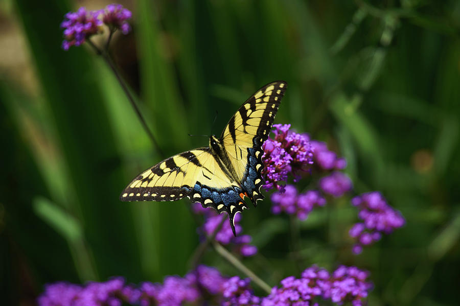 Vibrant Beauty Photograph by Leigh Ann Hartsfield - Fine Art America