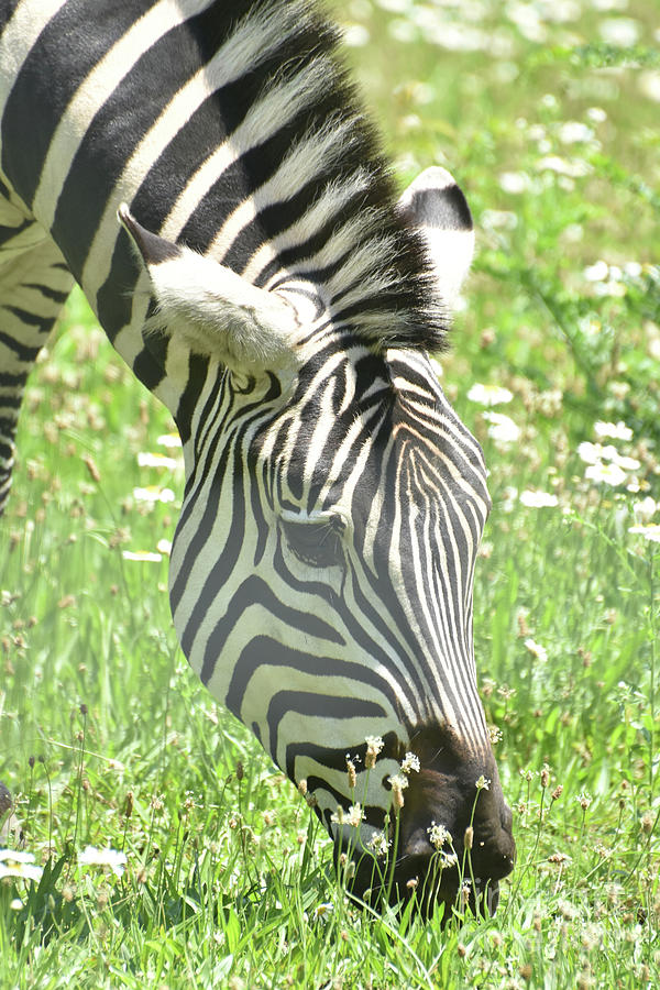 Vibrant Black and White Colors to an Adorable Zebra Photograph by DejaVu Designs