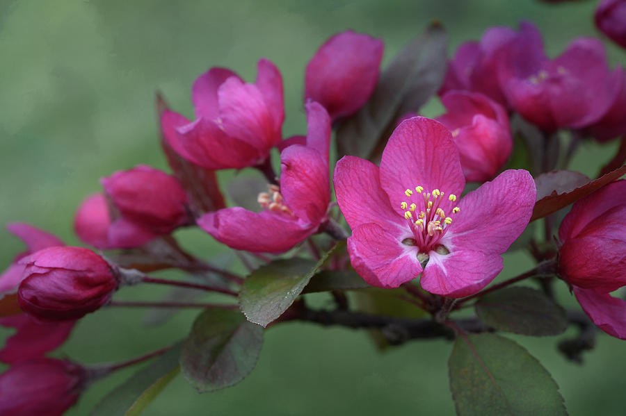 Vibrant Blooms Photograph by Ann Bridges