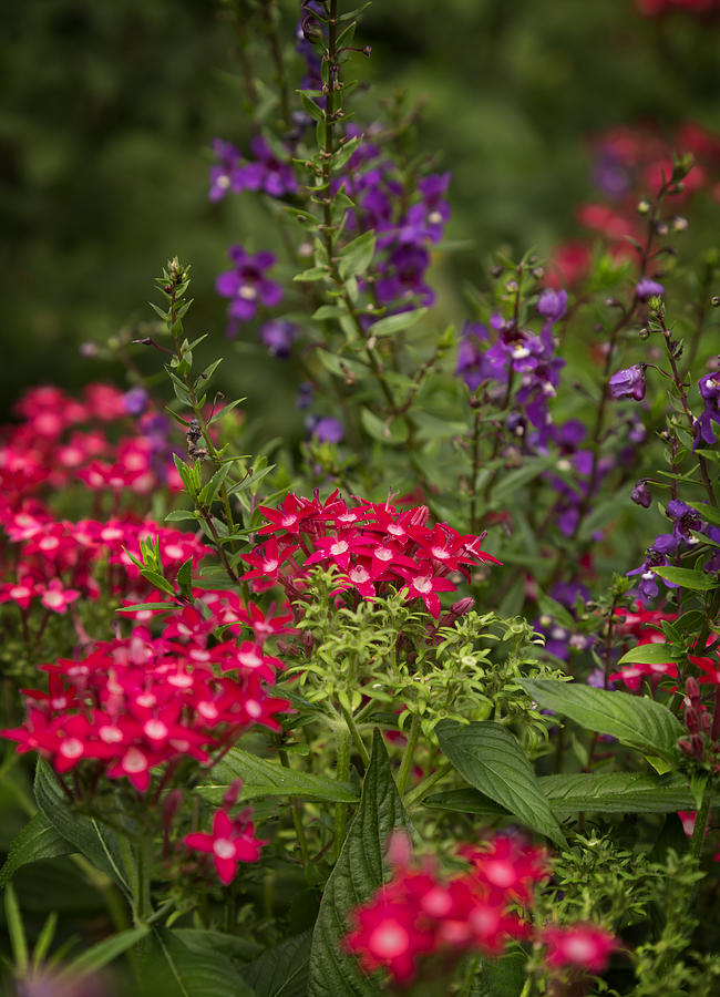 Vibrant Blooms Photograph by Ricky Barnard