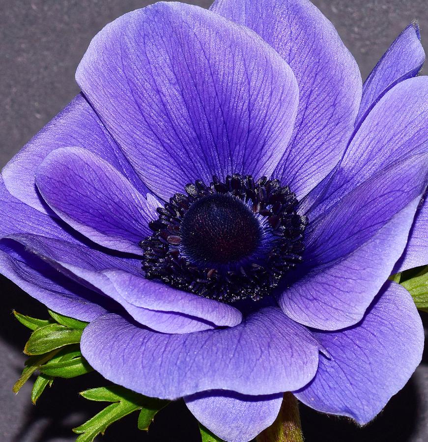 Vibrant blue Anemone. Photograph by George And Sally Stevenson - Fine ...