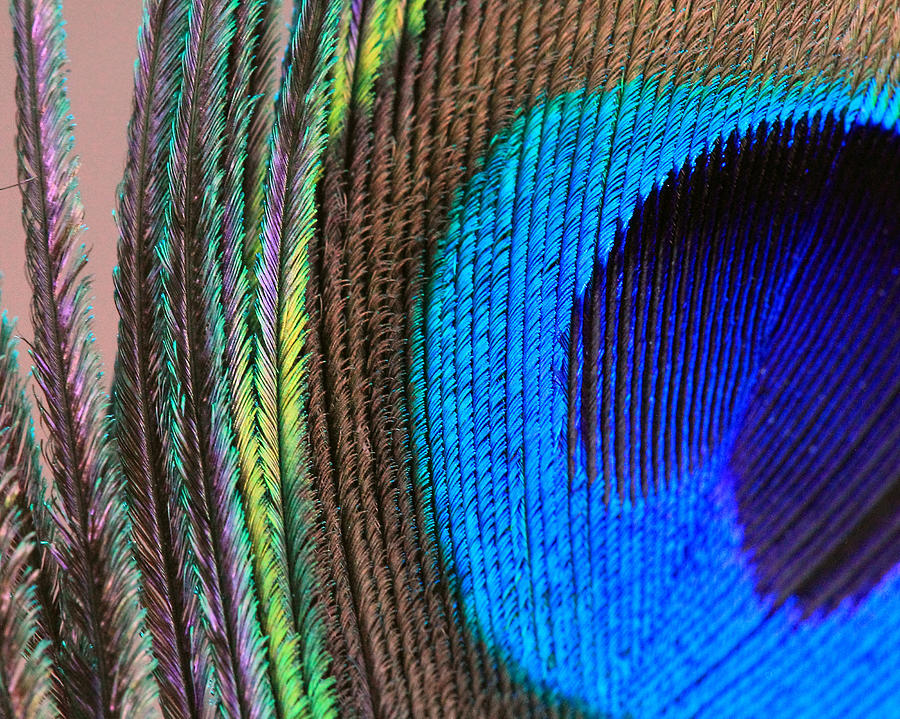 Vibrant Blue Feather Photograph by Angela Murdock