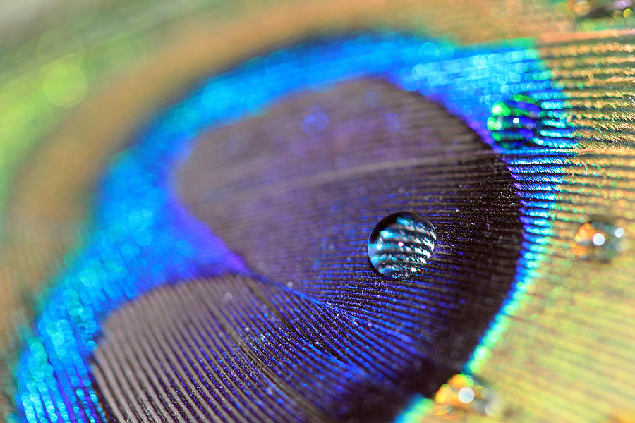 Vibrant Blue Water Drop and Feather Photograph by Angela Murdock