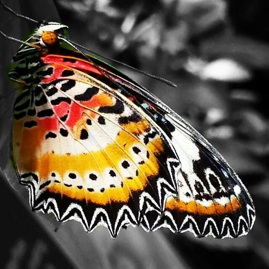 Vibrant Butterfly Photograph by Amanda Howell - Fine Art America